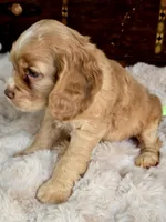 Buttercup , a female Cocker Spaniel for sale in Hardy, AR – 4 of 9