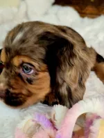 Heath, a male Cocker Spaniel for sale in Hardy, AR – 4 of 9