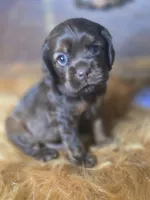 Kyson, a male Cocker Spaniel for sale in Hardy, AR – 4 of 10
