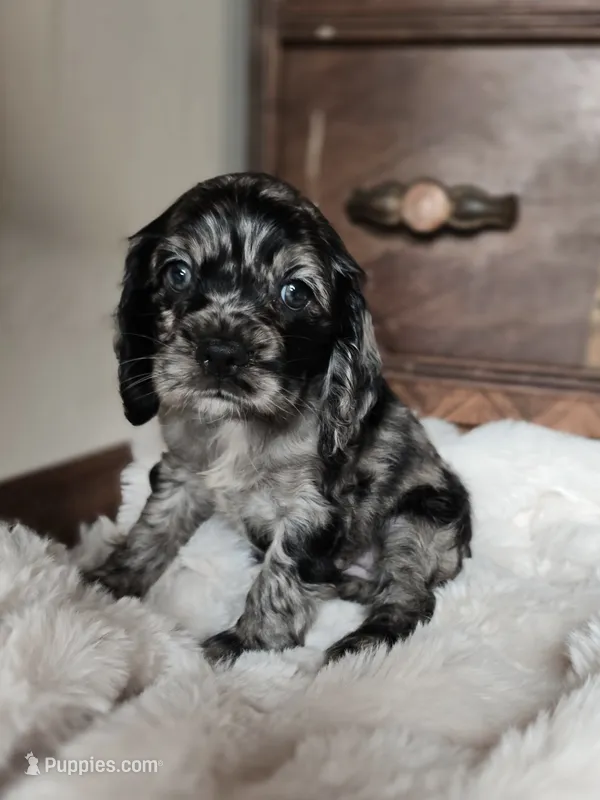 Mandy – Cocker Spaniel puppy for sale in Hardy, AR