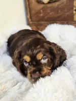 Holly, a female Cocker Spaniel for sale in Hardy, AR – 6 of 10