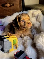 Patch, a male Cocker Spaniel for sale in Hardy, AR – 5 of 9