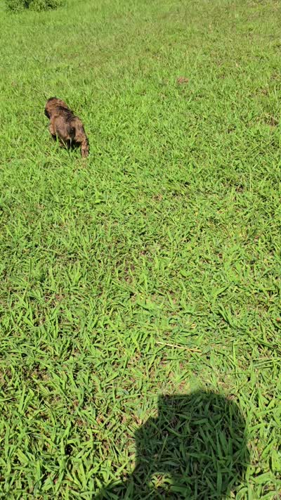 Cassy, a female Cocker Spaniel for sale in Hardy, AR – 8 of 10