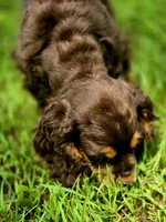 Cocoa, a male Cocker Spaniel for sale in Hardy, AR – 8 of 9