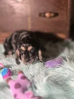 Sassy, a male Cocker Spaniel for sale in Hardy, AR – 4 of 10
