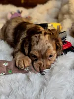 Cindy, a female Cocker Spaniel for sale in Hardy, AR – 2 of 9