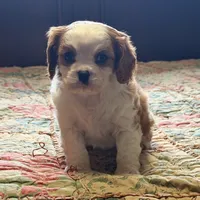 Luca, a male Cavalier King Charles Spaniel for sale in Hardy, AR – Photo 5 of 6
