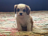 Luca, a male Cavalier King Charles Spaniel for sale in Hardy, AR – Photo 5 of 6