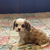 Luca, a male Cavalier King Charles Spaniel for sale in Hardy, AR – Photo 4 of 6