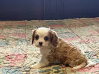 Luca, a male Cavalier King Charles Spaniel for sale in Hardy, AR – Photo 4 of 6