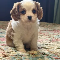 Luca, a male Cavalier King Charles Spaniel for sale in Hardy, AR – Photo 1 of 6