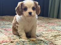 Luca, a male Cavalier King Charles Spaniel for sale in Hardy, AR – Photo 1 of 6