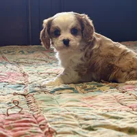 Luca, a male Cavalier King Charles Spaniel for sale in Hardy, AR – Photo 3 of 6