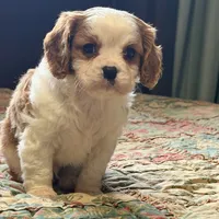 Luca, a male Cavalier King Charles Spaniel for sale in Hardy, AR – Photo 6 of 6