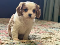 Luca, a male Cavalier King Charles Spaniel for sale in Hardy, AR – Photo 6 of 6