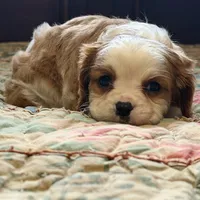 Luca, a male Cavalier King Charles Spaniel for sale in Hardy, AR – Photo 2 of 6