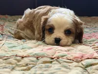 Luca, a male Cavalier King Charles Spaniel for sale in Hardy, AR – Photo 2 of 6