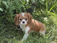Lizzy, a female Cavalier King Charles Spaniel for sale in Hardy, AR – 3 of 5