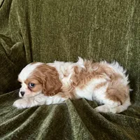 Grayson, a male Cavalier King Charles Spaniel for sale in Hardy, AR – Photo 6 of 6