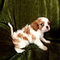 Grayson, a male Cavalier King Charles Spaniel for sale in Hardy, AR – Photo 3 of 6