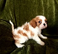 Grayson, a male Cavalier King Charles Spaniel for sale in Hardy, AR – Photo 2 of 6