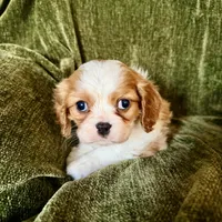 Grayson, a male Cavalier King Charles Spaniel for sale in Hardy, AR – Photo 5 of 6