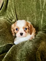 Grayson, a male Cavalier King Charles Spaniel for sale in Hardy, AR – Photo 5 of 6