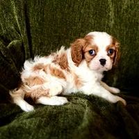 Grayson, a male Cavalier King Charles Spaniel for sale in Hardy, AR – Photo 4 of 6