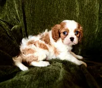 Grayson, a male Cavalier King Charles Spaniel for sale in Hardy, AR – Photo 3 of 6