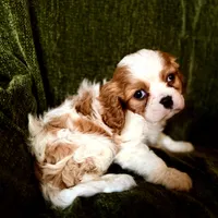 Grayson, a male Cavalier King Charles Spaniel for sale in Hardy, AR – Photo 1 of 6