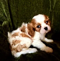 Grayson, a male Cavalier King Charles Spaniel for sale in Hardy, AR – Photo 1 of 6