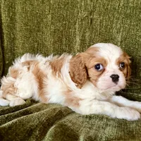 Grayson, a male Cavalier King Charles Spaniel for sale in Hardy, AR – Photo 2 of 6