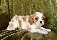 Grayson, a male Cavalier King Charles Spaniel for sale in Hardy, AR – Photo 4 of 6