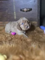 Buffy, a male Cocker Spaniel for sale in Hardy, AR – 4 of 10