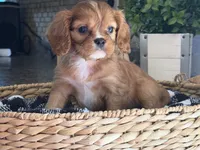 Harry, a male Cavalier King Charles Spaniel for sale in Hardy, AR – 7 of 7