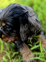 Beautiful Girl, a female Cocker Spaniel for sale in Hardy, AR – 8 of 9
