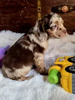 Octavia , a female Cocker Spaniel for sale in Hardy, AR – 5 of 8
