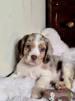 Care Bear, a male Cocker Spaniel for sale in Hardy, AR – 9 of 9