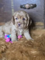Buffy, a male Cocker Spaniel for sale in Hardy, AR – 7 of 10