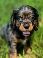 Sissy, a female Cocker Spaniel for sale in Hardy, AR – 1 of 10