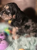 Marshall, a male Cocker Spaniel for sale in Hardy, AR – 1 of 10