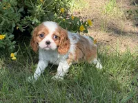 Lizzy, a female Cavalier King Charles Spaniel for sale in Hardy, AR – 4 of 5