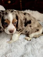 Princess , a female Cocker Spaniel for sale in Hardy, AR – 9 of 9