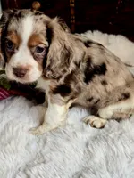 Princess , a female Cocker Spaniel for sale in Hardy, AR – 3 of 9