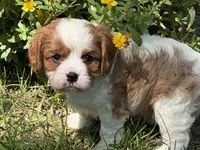 Will, a male Cavalier King Charles Spaniel for sale in Hardy, AR – 4 of 8