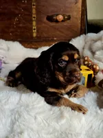 Banjo, a male Cocker Spaniel for sale in Hardy, AR – 4 of 9