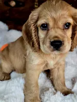 Buffy , a male Cocker Spaniel for sale in Hardy, AR – 3 of 9