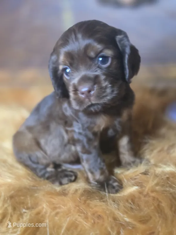 Kyson – Cocker Spaniel puppy for sale in Hardy, AR