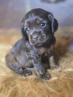 Kyson, a male Cocker Spaniel for sale in Hardy, AR – 1 of 10