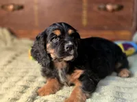 processed/90cf4e8e-6c9a-416f-af77-f1ec7d19d841/listing/416cf56a-38af-4a97-8244-e977558d0479/0261c89b-5c08-4666-9f52-1ef77555e48f